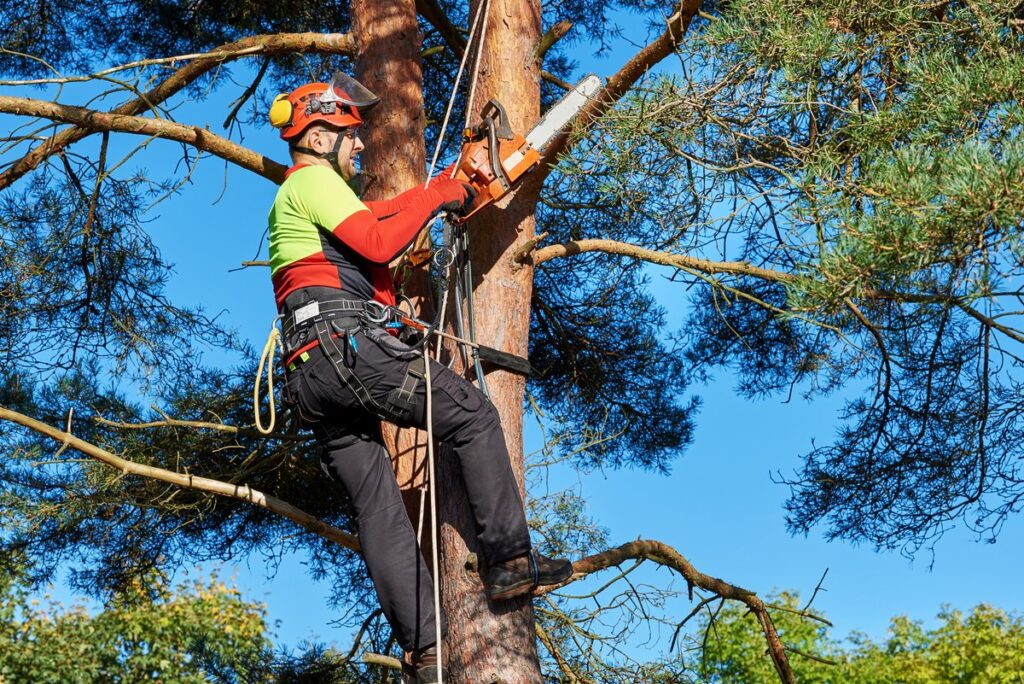 An image of a man in a tree removing branches.